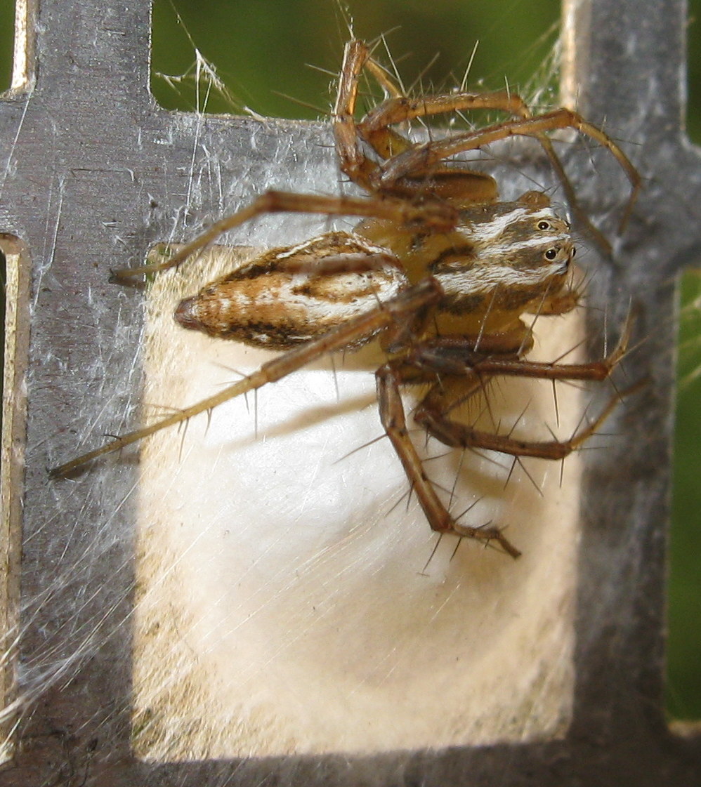 Oxyopes lineatus con ovisacco - Treviso (TV)