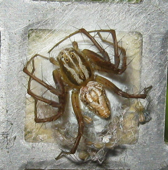 Oxyopes lineatus con ovisacco - Treviso (TV)