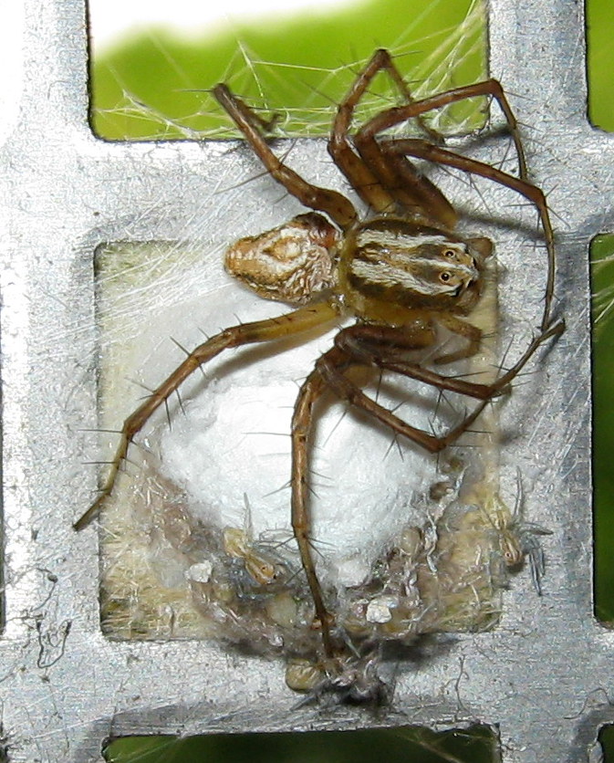 Oxyopes lineatus con ovisacco - Treviso (TV)