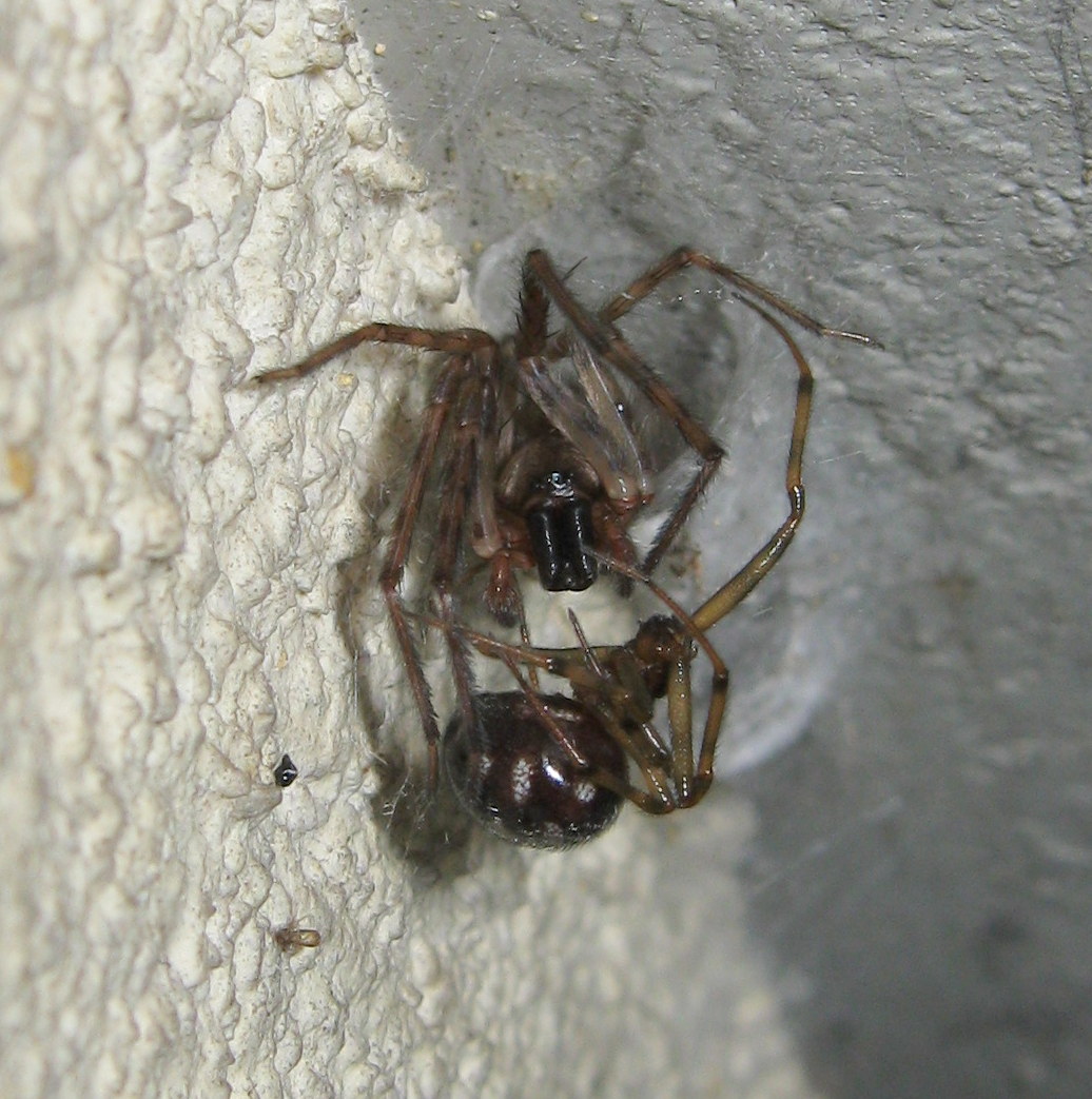 Segestria bavarica & Steatoda triangulosa - Trieste (TS)