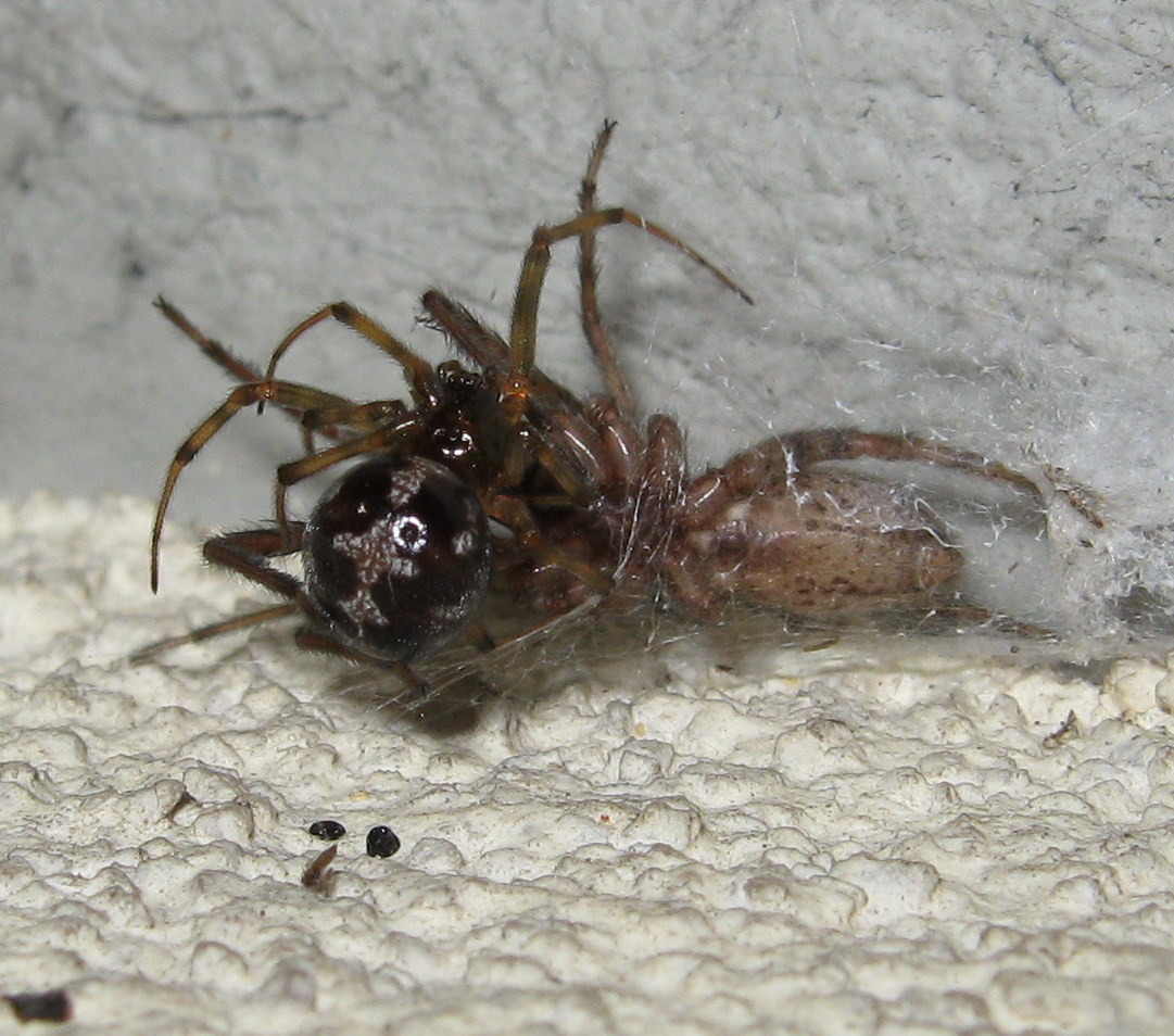 Segestria bavarica & Steatoda triangulosa - Trieste (TS)