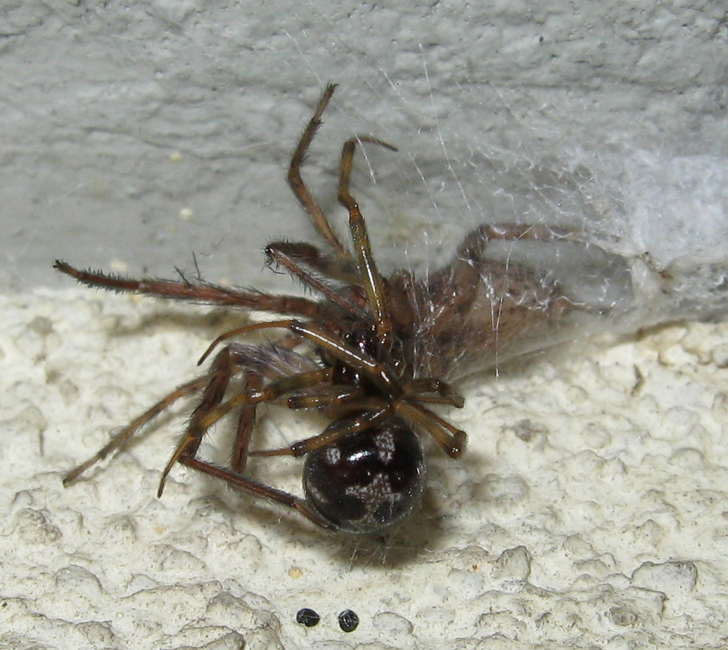 Segestria bavarica & Steatoda triangulosa - Trieste (TS)