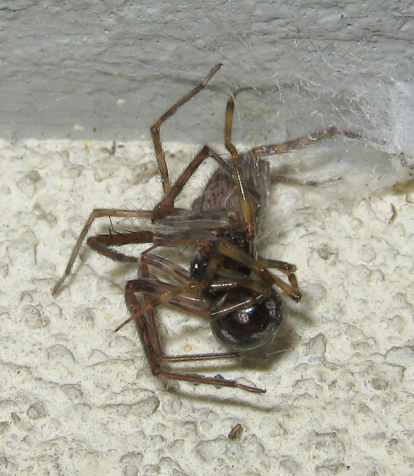 Segestria bavarica & Steatoda triangulosa - Trieste (TS)