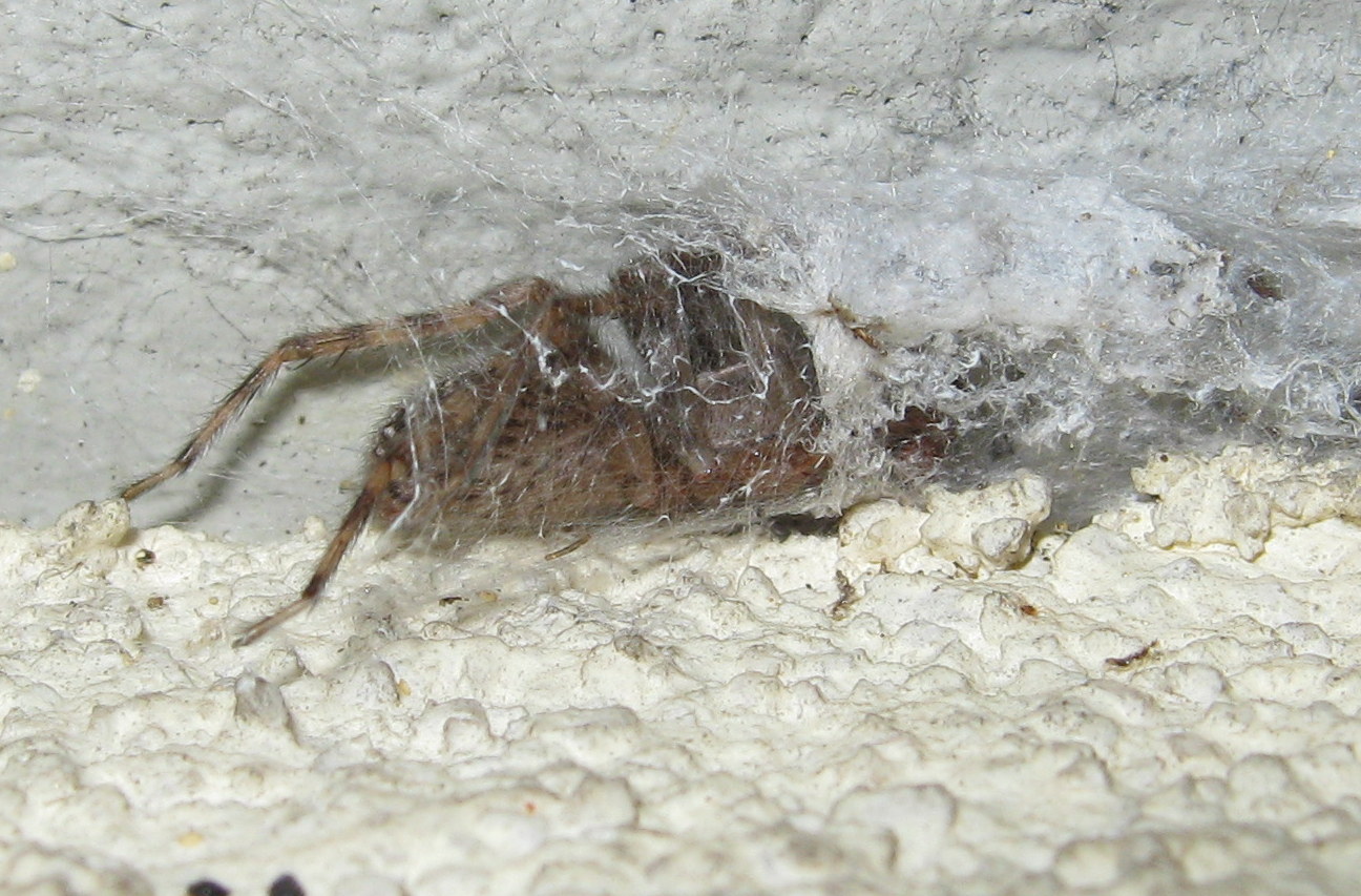 Segestria bavarica & Steatoda triangulosa - Trieste (TS)