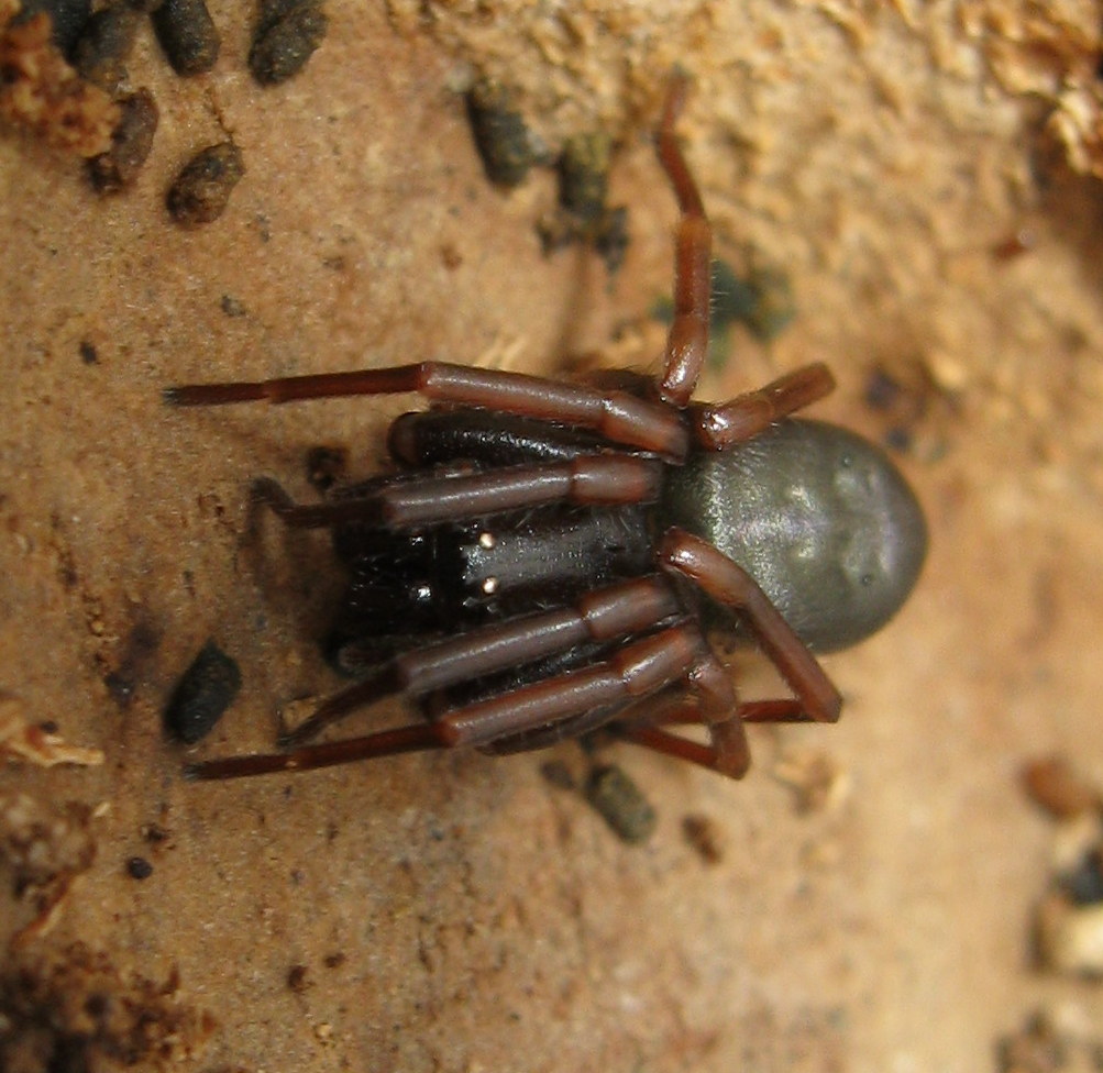 Cetonana laticeps - Lughignano (TV)