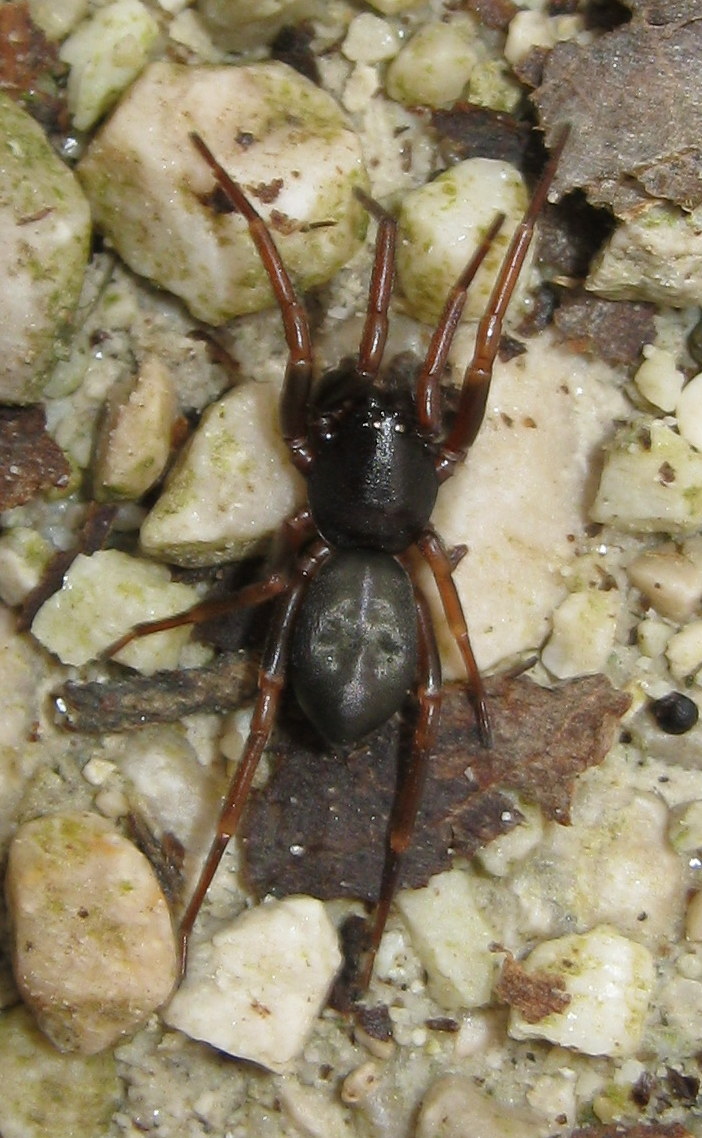 Cetonana laticeps - Lughignano (TV)