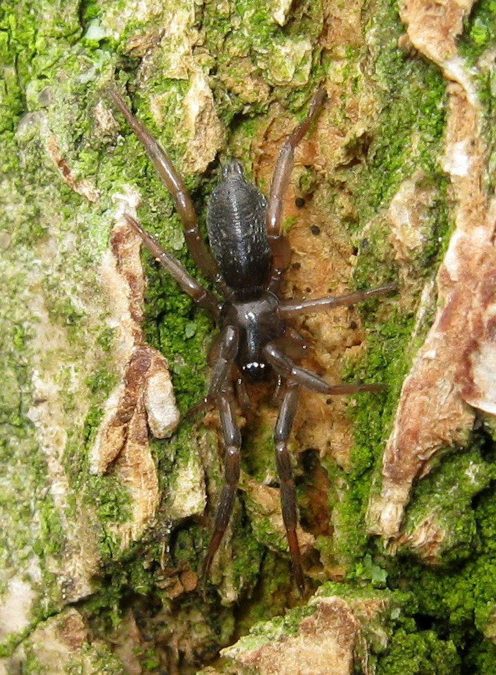 Gnaphosidae da id