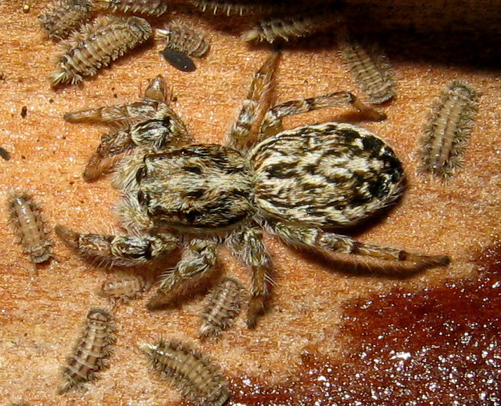 Pseudicius encarpatus; Marpissa muscosa - Dosson (TV)