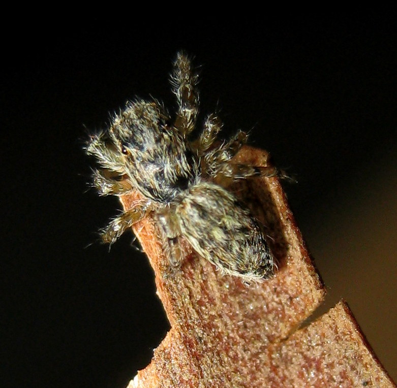Pseudicius encarpatus; Marpissa muscosa - Dosson (TV)