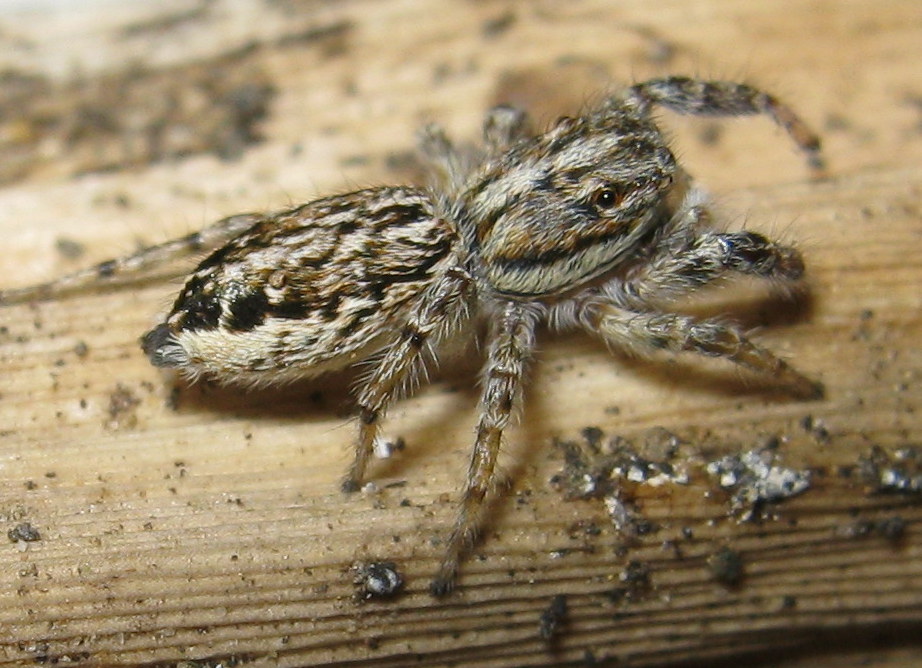 Pseudicius encarpatus; Marpissa muscosa - Dosson (TV)