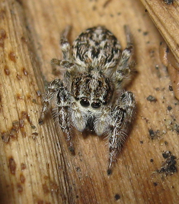 Pseudicius encarpatus; Marpissa muscosa - Dosson (TV)
