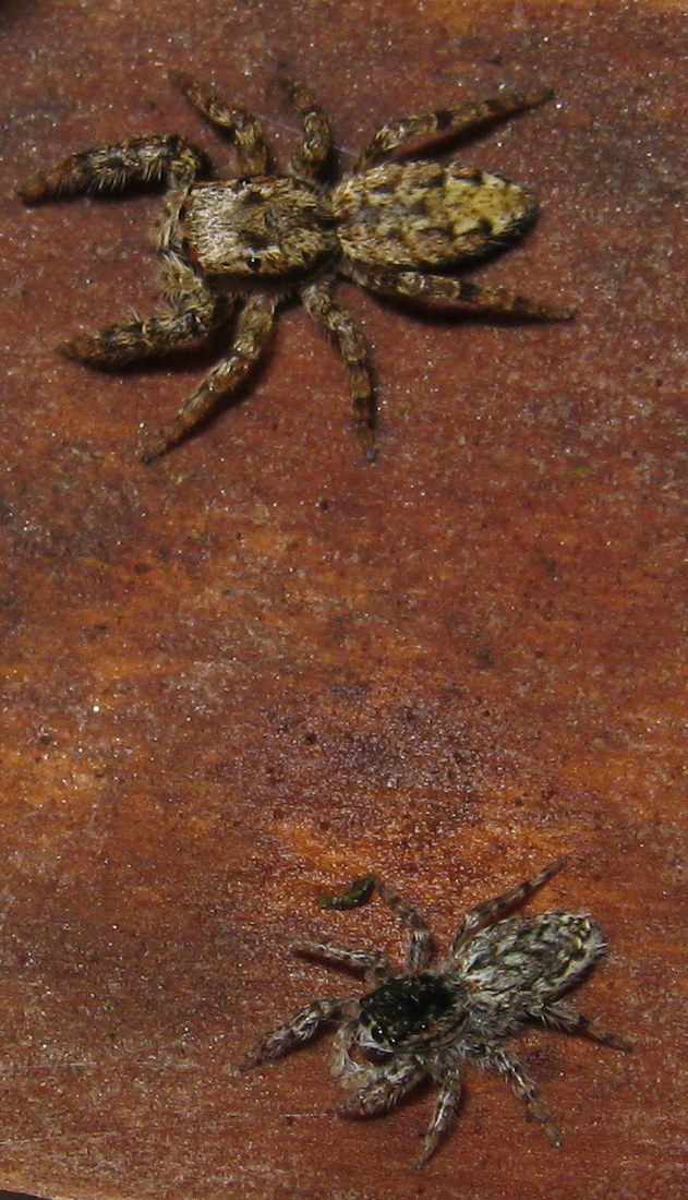 Pseudicius encarpatus; Marpissa muscosa - Dosson (TV)