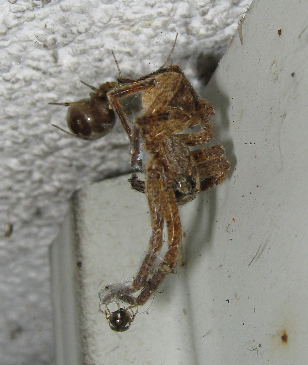 Steatoda triangulosa preda Zoropsis - Treviso (TV)