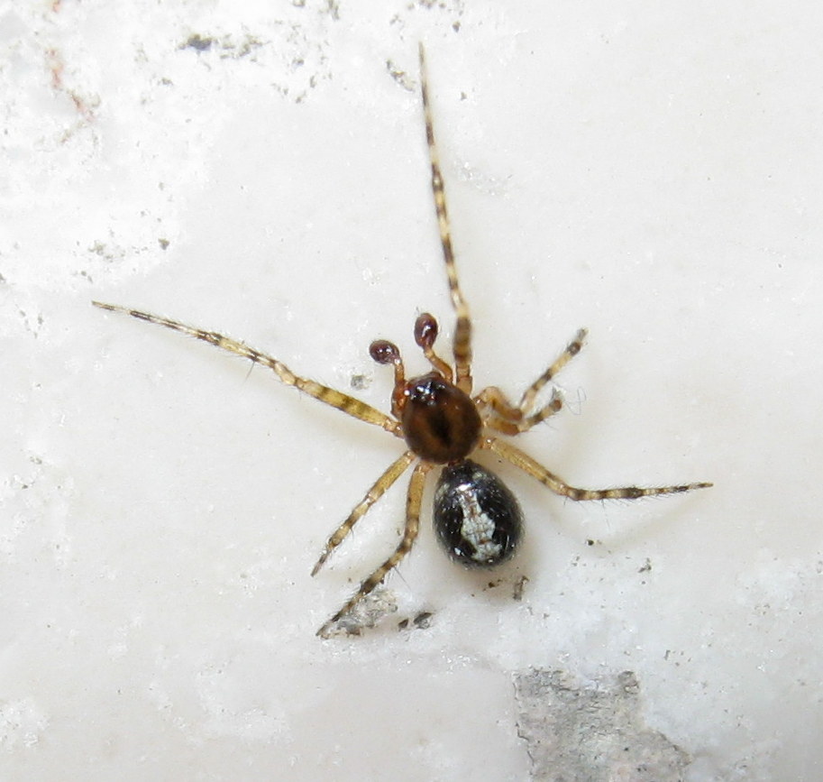 Theridion sp. - Treviso (TV)