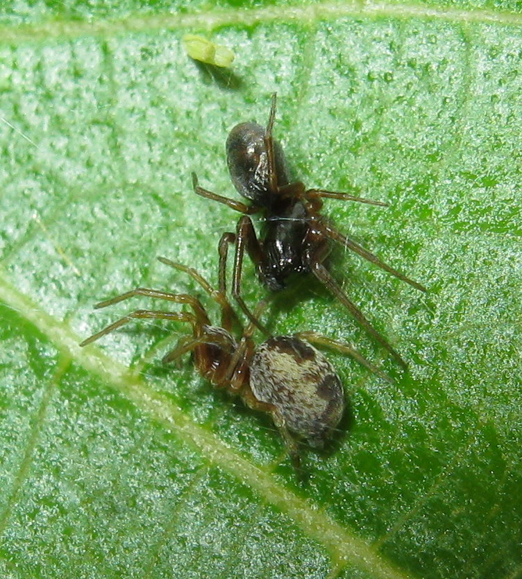 Dictyna sp.maschio e femmina - Treviso