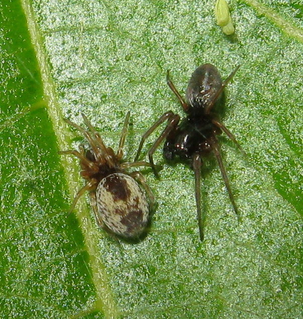 Dictyna sp.maschio e femmina - Treviso