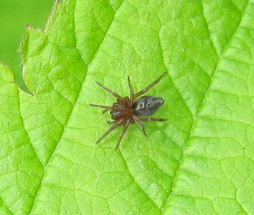 Agelena labyrinthica - Lughignano (TV)
