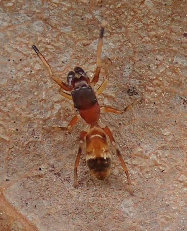 Myrmarachne formicaria, femmina (con formica)  - Lughignano (TV)