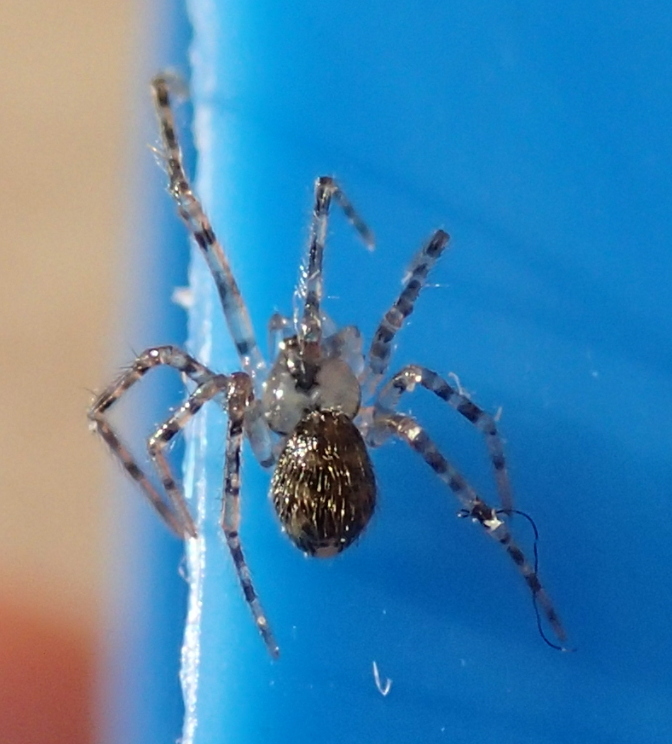 Nesticus sp. (Nesticidae)  - Treviso