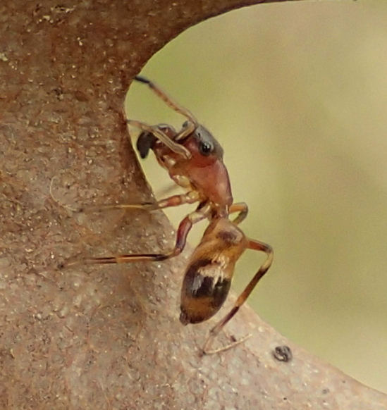 Myrmarachne formicaria, femmina (con formica)  - Lughignano (TV)