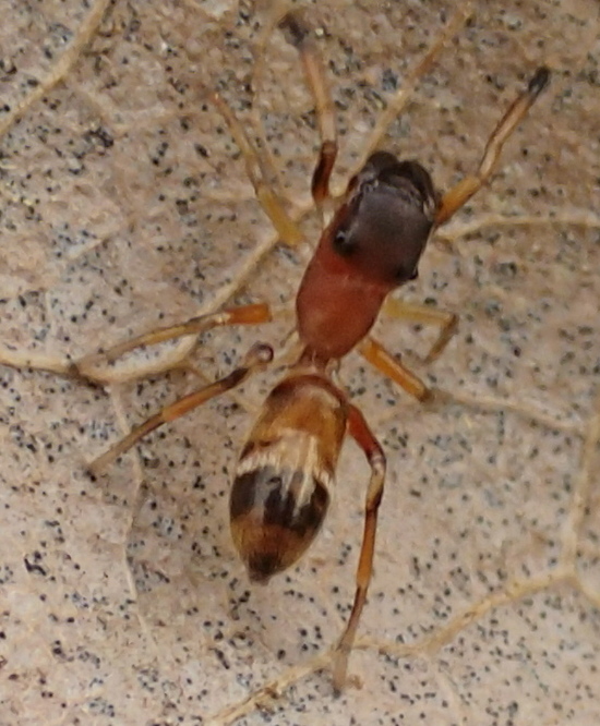 Myrmarachne formicaria, femmina (con formica)  - Lughignano (TV)
