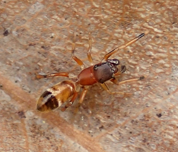 Myrmarachne formicaria, femmina (con formica)  - Lughignano (TV)