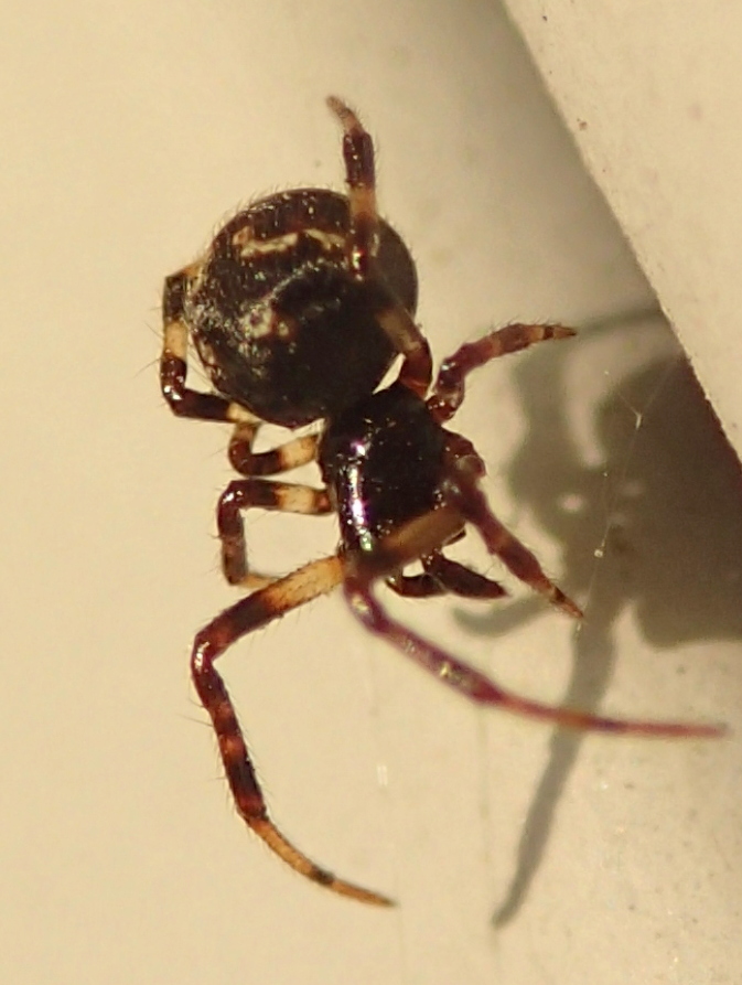 Theridiidae:  Cryptachaea riparia?