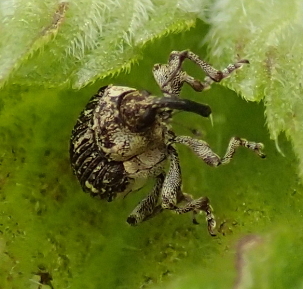 Nedyus quadrimaculatus (cfr), Curculionidae