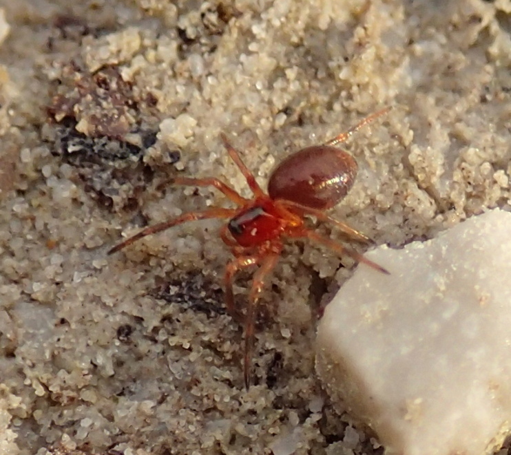 Trematocephalus cristatus?