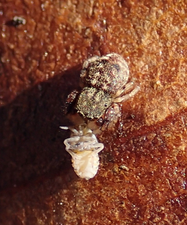 Giovane Ballus sp. con preda (Lughignano TV)