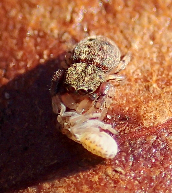 Giovane Ballus sp. con preda (Lughignano TV)