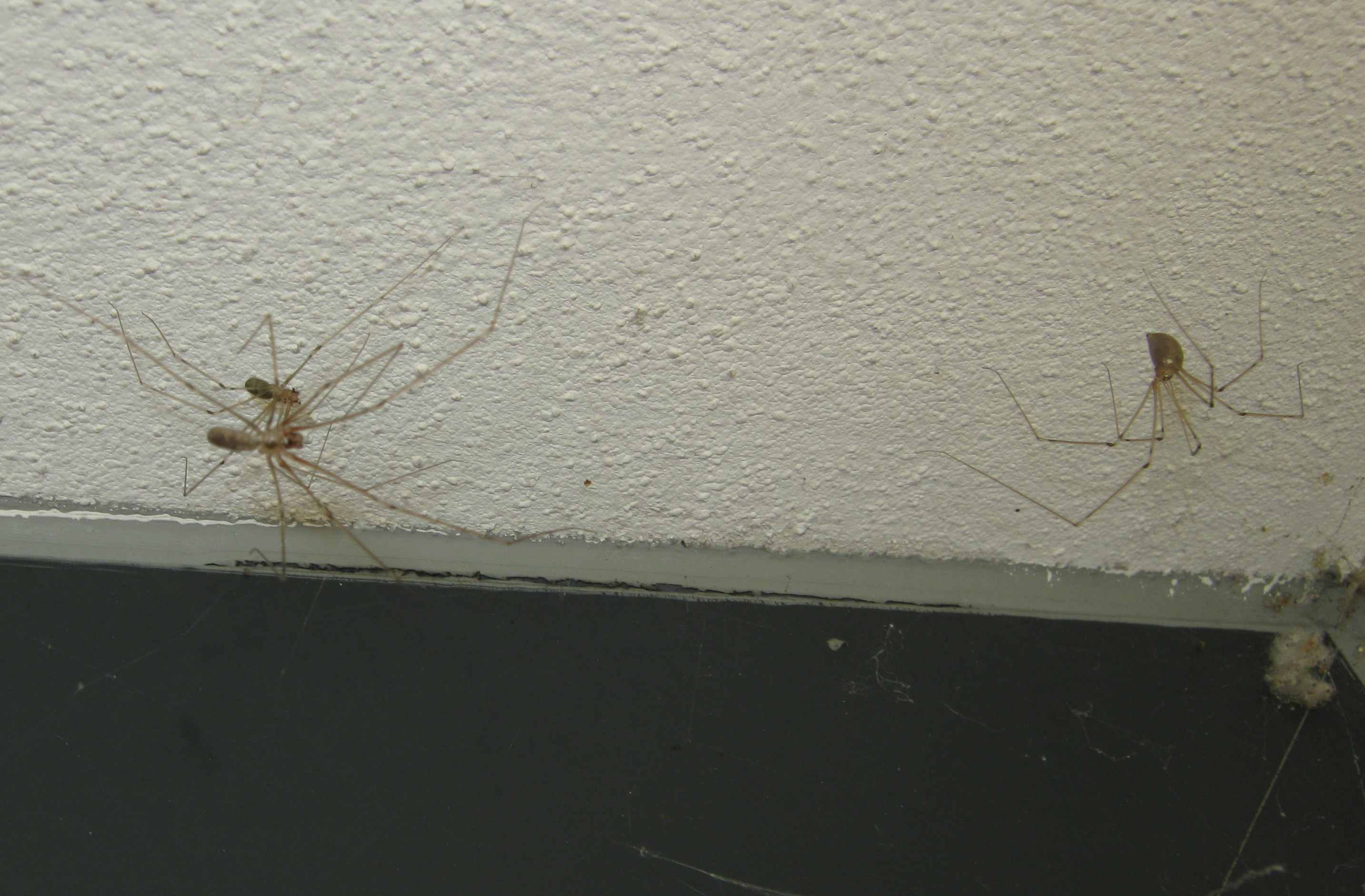 Pholcus phalangioides corteggiamento con terzo incomodo
