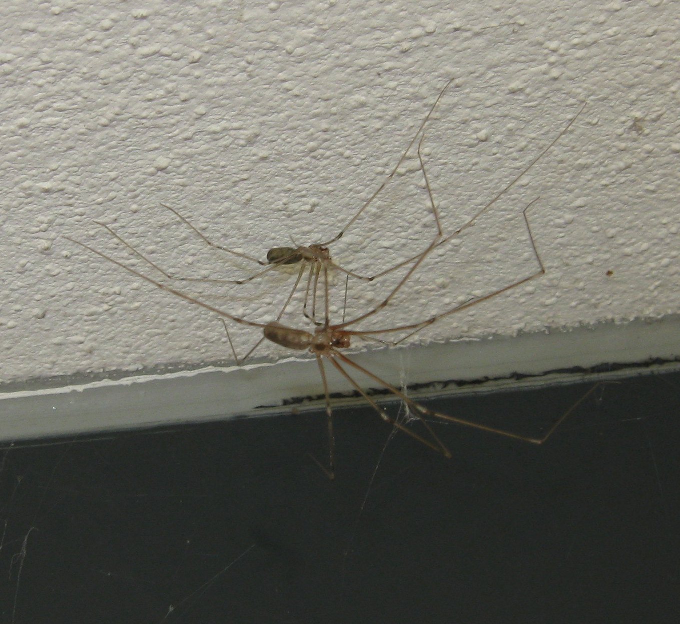 Pholcus phalangioides corteggiamento con terzo incomodo