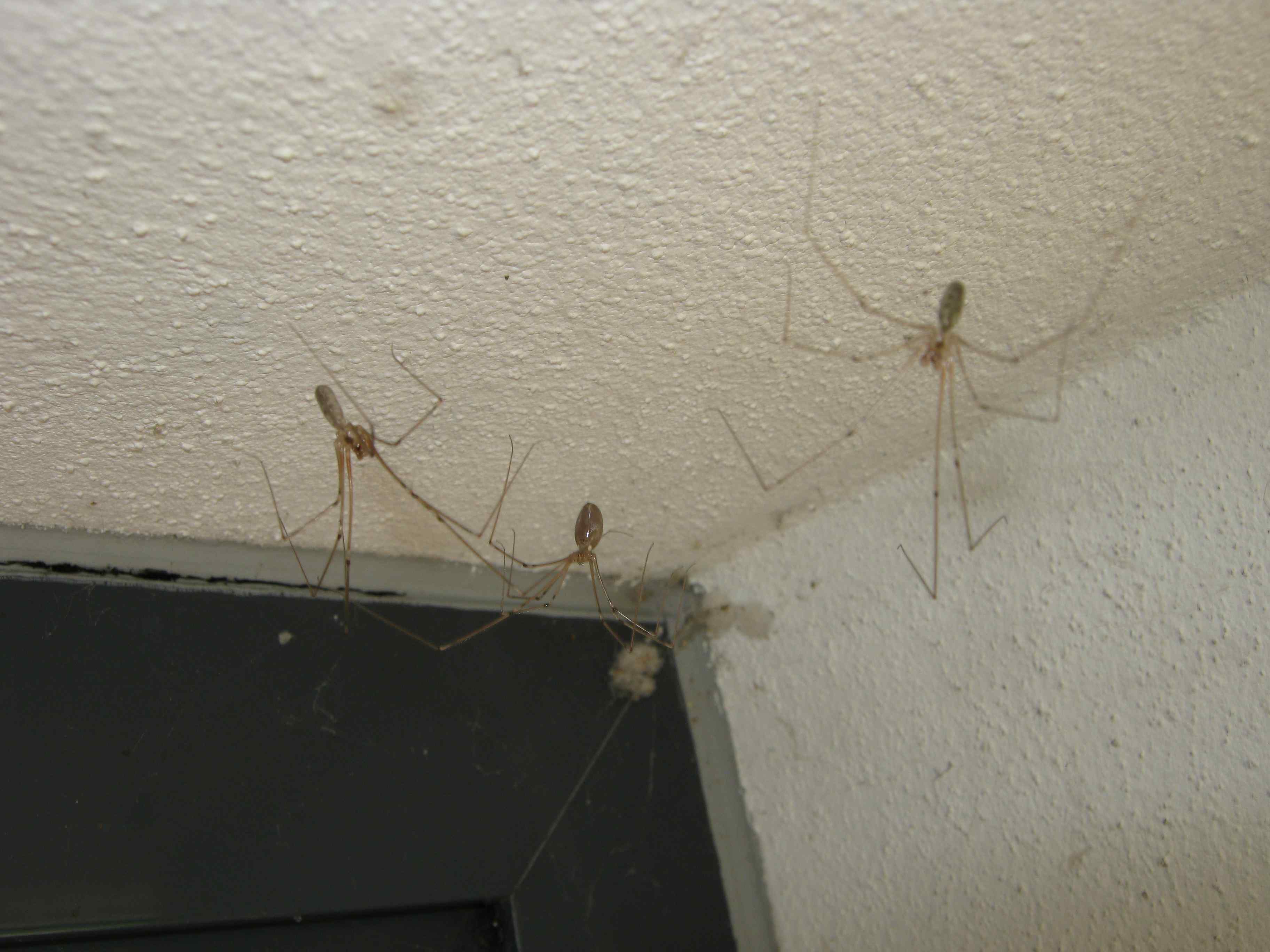 Pholcus phalangioides corteggiamento con terzo incomodo