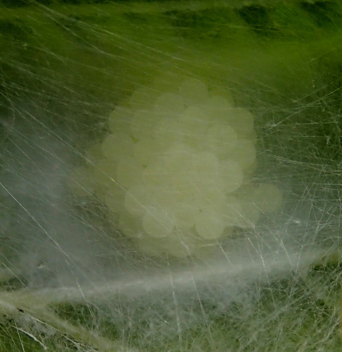 Ebrechtella tricuspidata nido e ovisacco - Lughignano (TV)