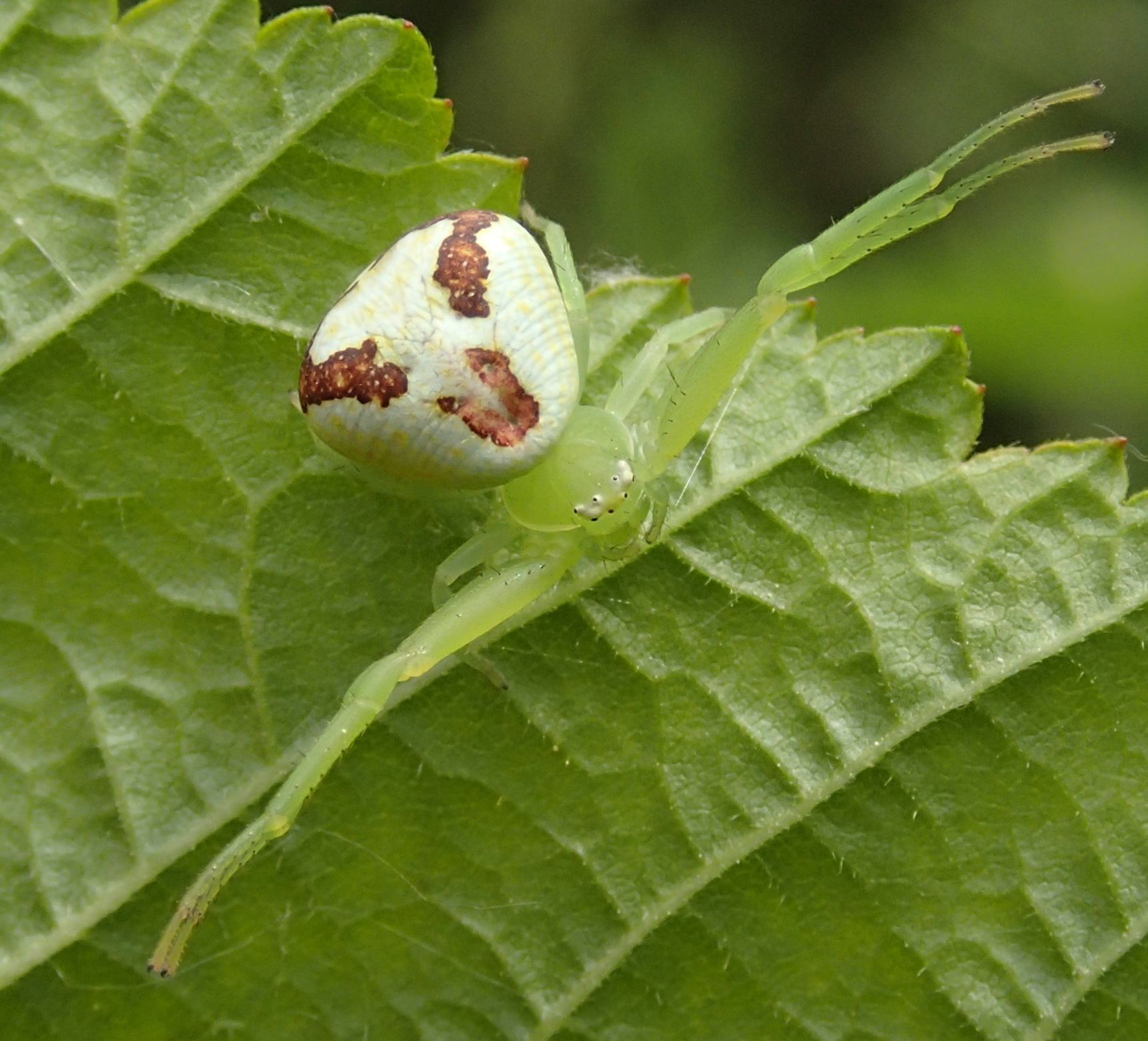 Ebrechtella tricuspidata nido e ovisacco - Lughignano (TV)