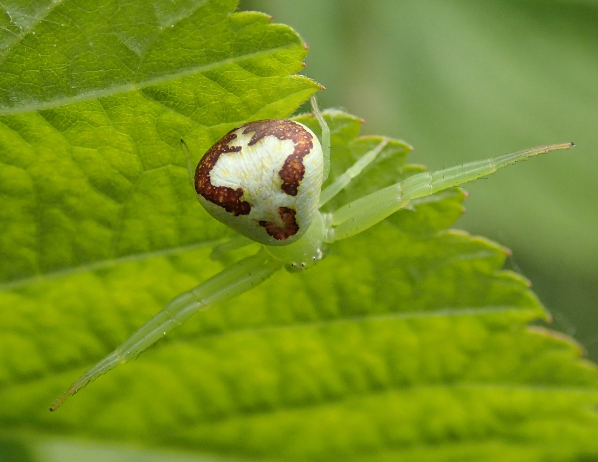 Ebrechtella tricuspidata nido e ovisacco - Lughignano (TV)