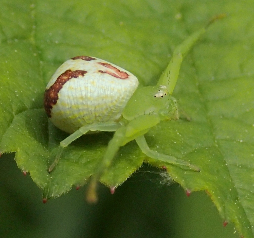 Ebrechtella tricuspidata nido e ovisacco - Lughignano (TV)