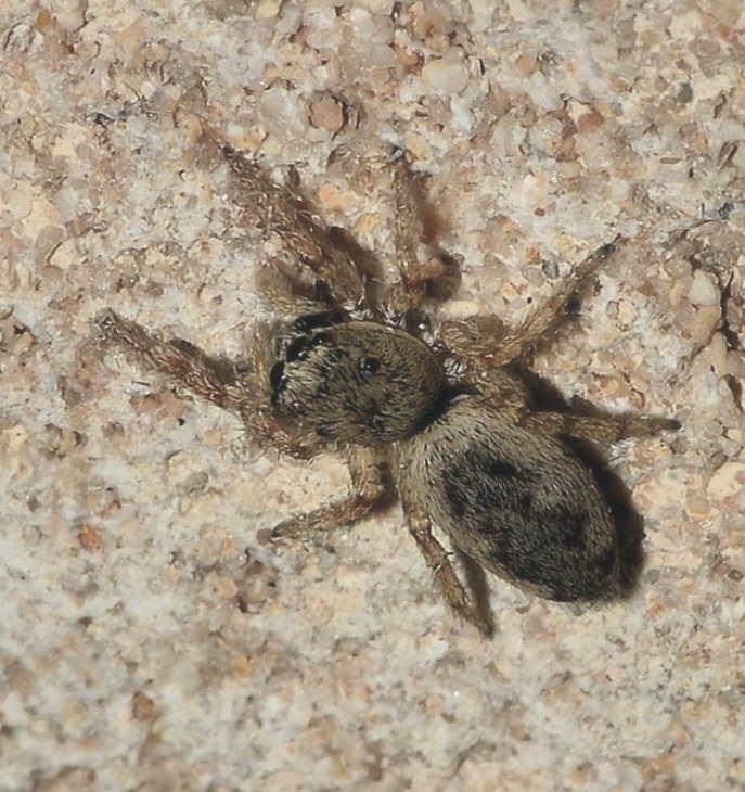 Salticus sp. - Vignacastrisi (Lecce)