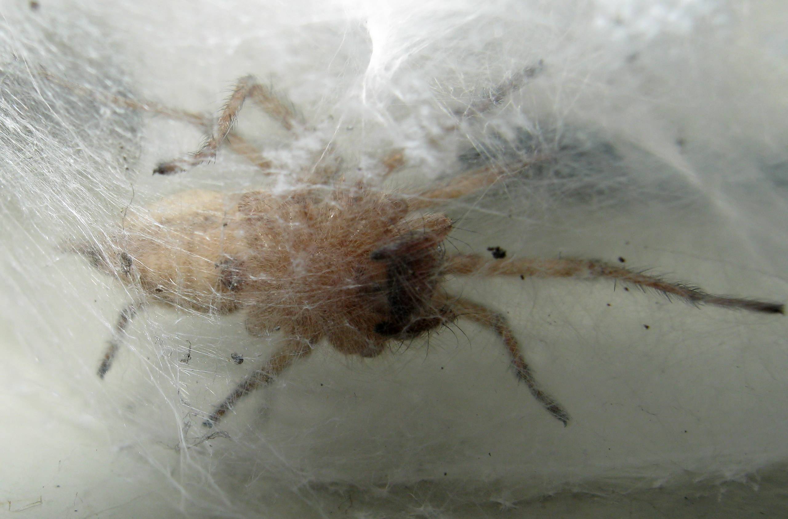 Agelena labyrinthica, ovisacco fuori luogo - Treviso (TV)