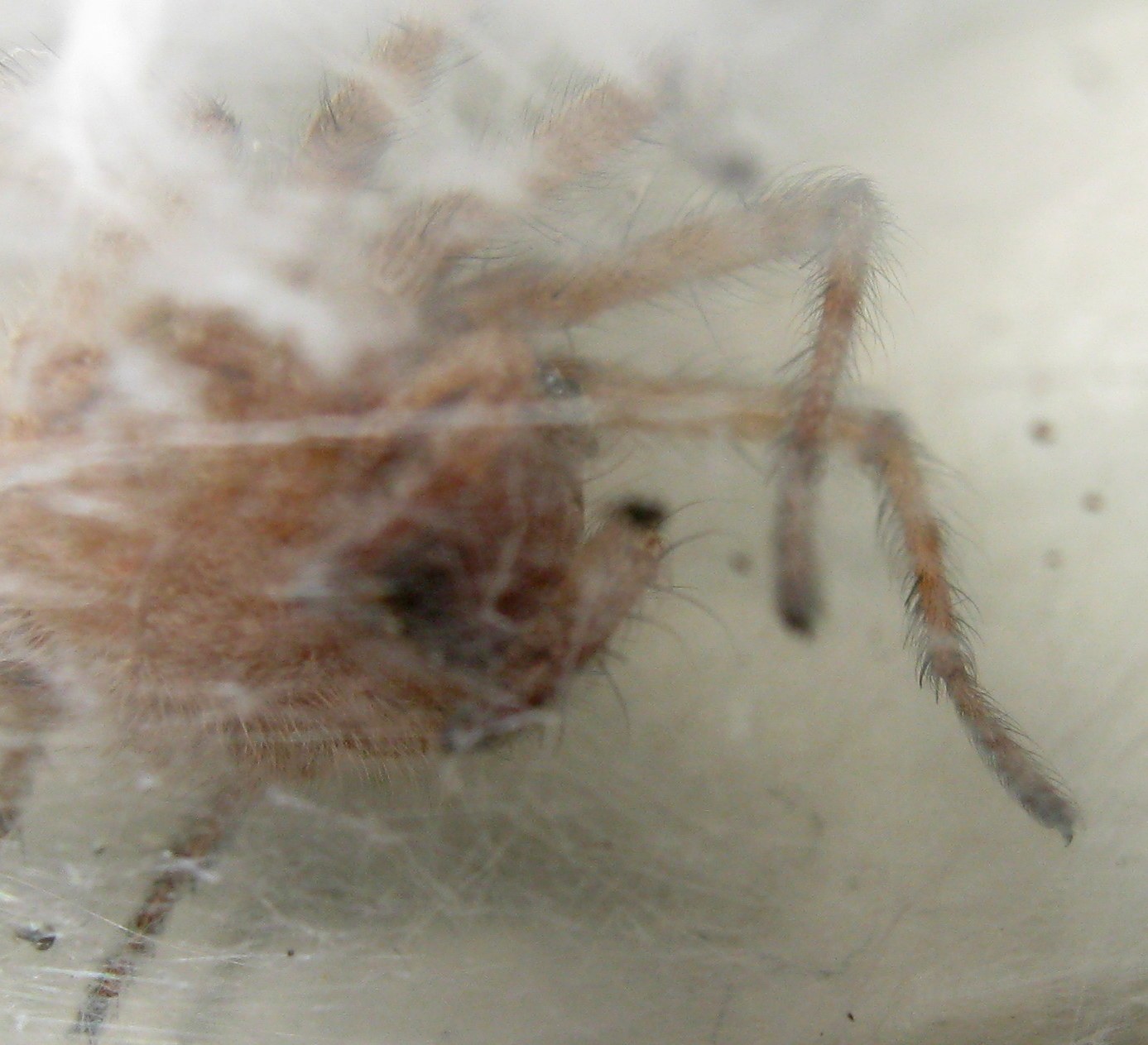 Agelena labyrinthica, ovisacco fuori luogo - Treviso (TV)