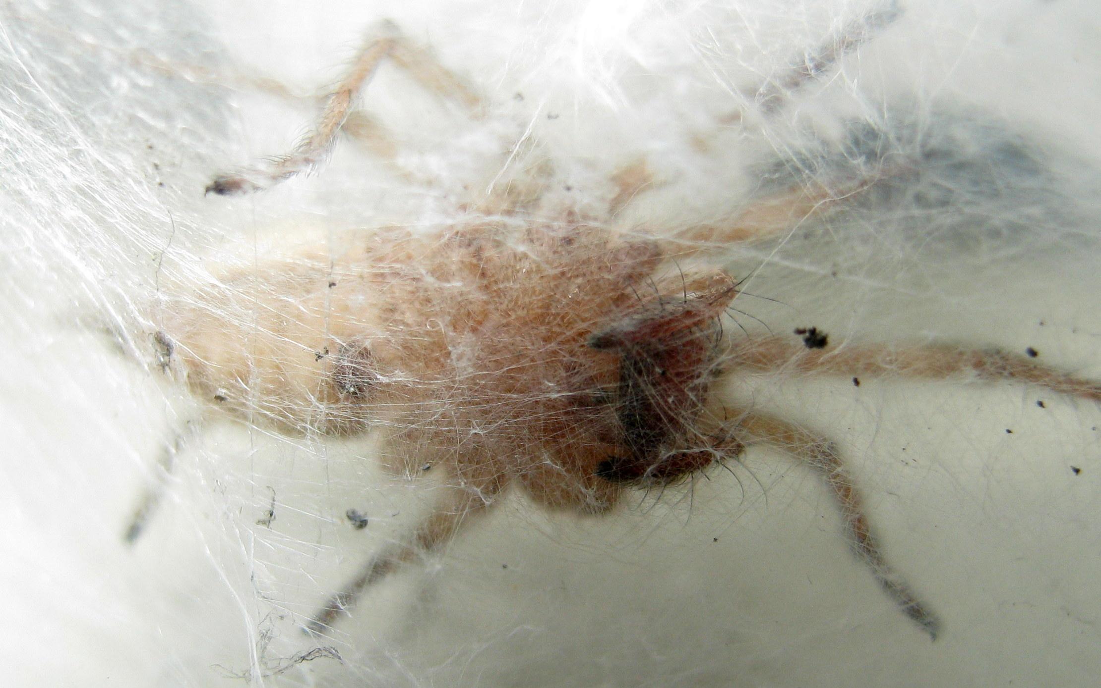 Agelena labyrinthica, ovisacco fuori luogo - Treviso (TV)