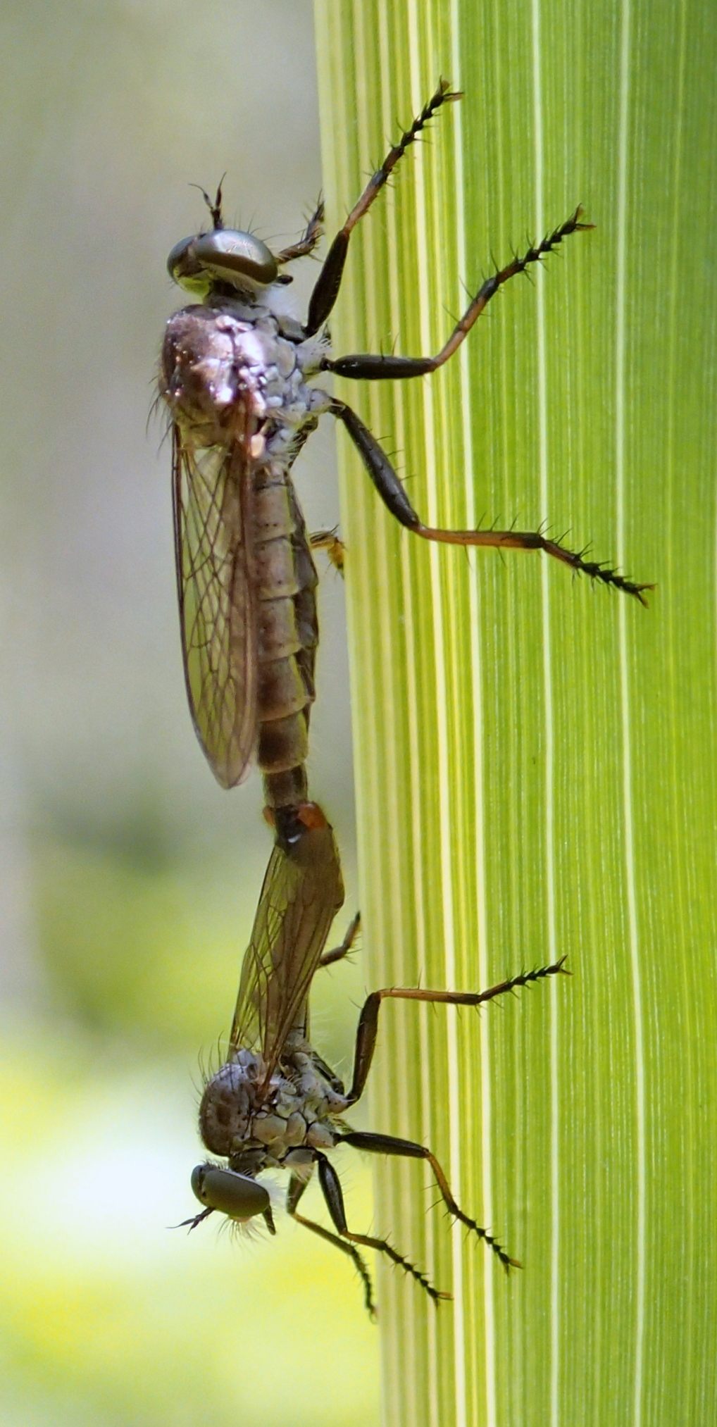 Neomochtherus cf. geniculatus (Asilidae)