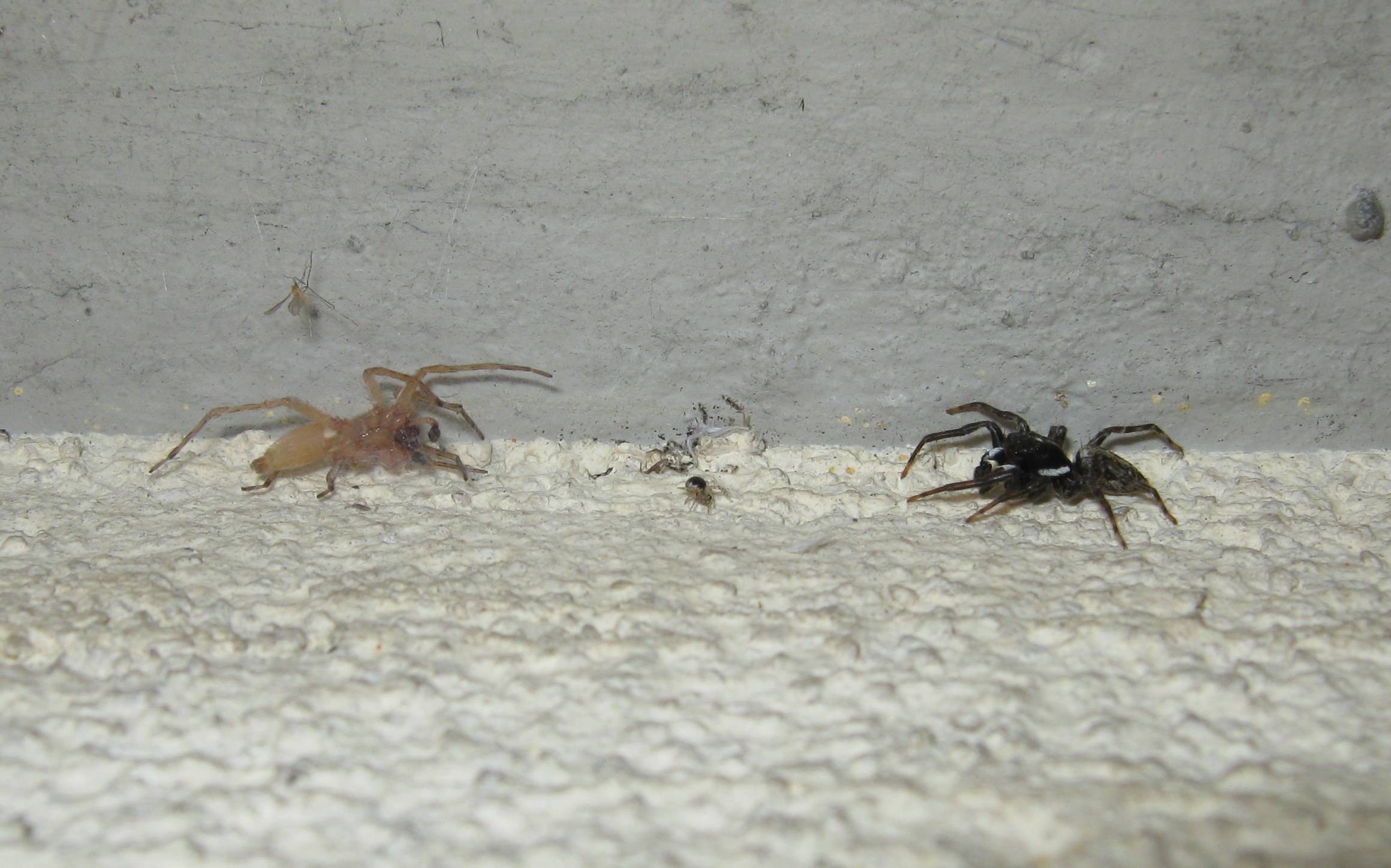 Menemerus semilimbatus cerca di predare Clubiona sp. - Treviso