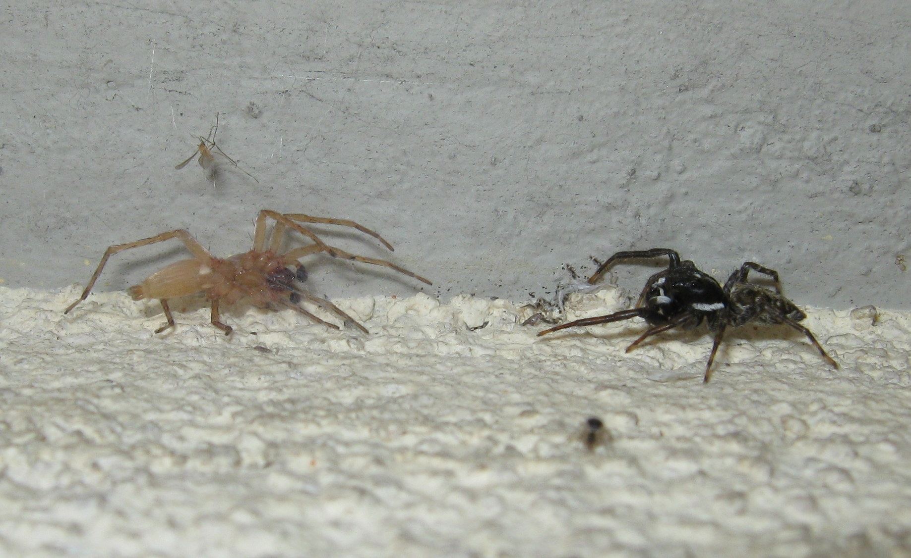 Menemerus semilimbatus cerca di predare Clubiona sp. - Treviso