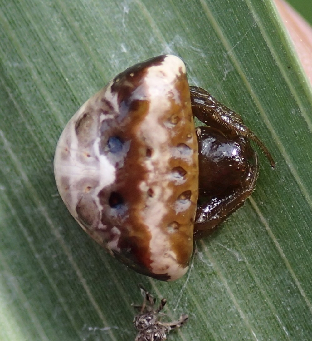 Araneidae:  Cyrtarachne ixoides  -  Lughignano (TV)