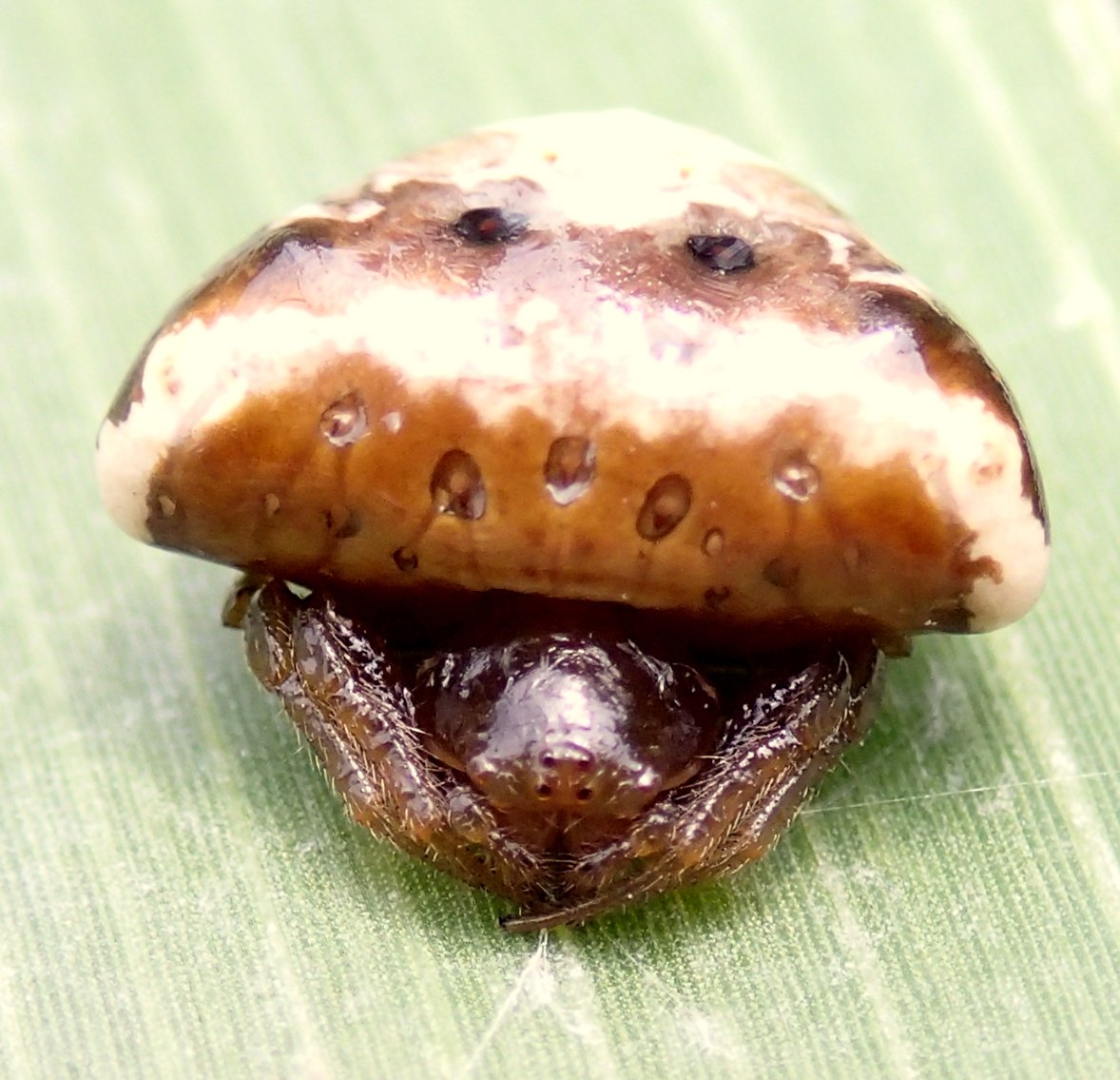 Araneidae:  Cyrtarachne ixoides  -  Lughignano (TV)
