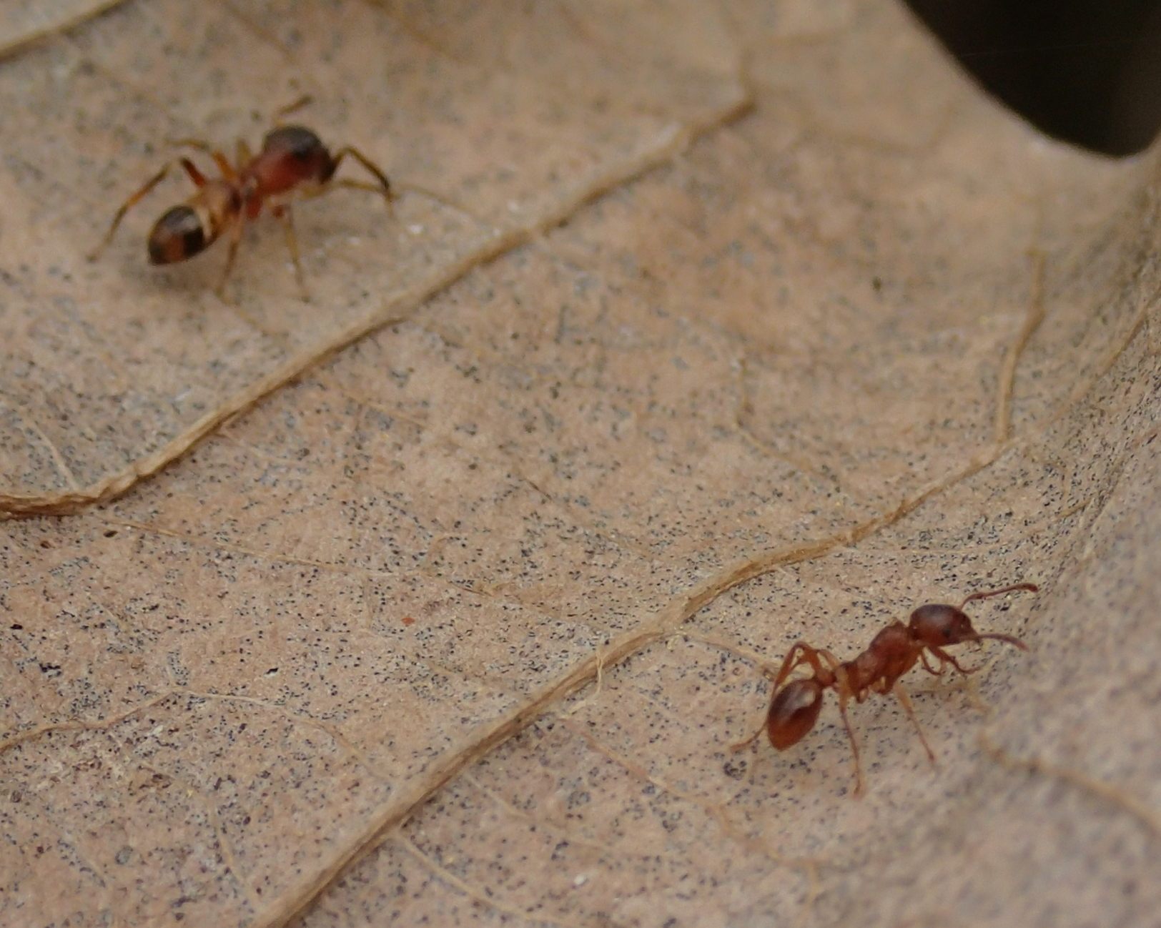 Myrmarachne formicaria, femmina (con formica)  - Lughignano (TV)