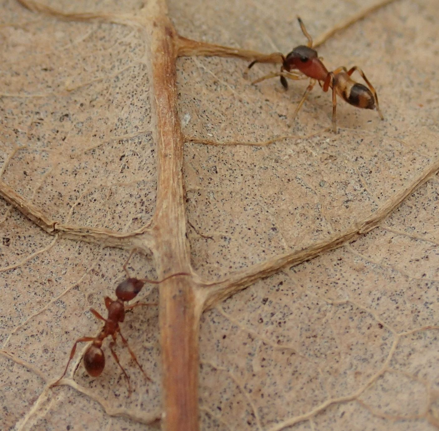 Myrmarachne formicaria, femmina (con formica)  - Lughignano (TV)