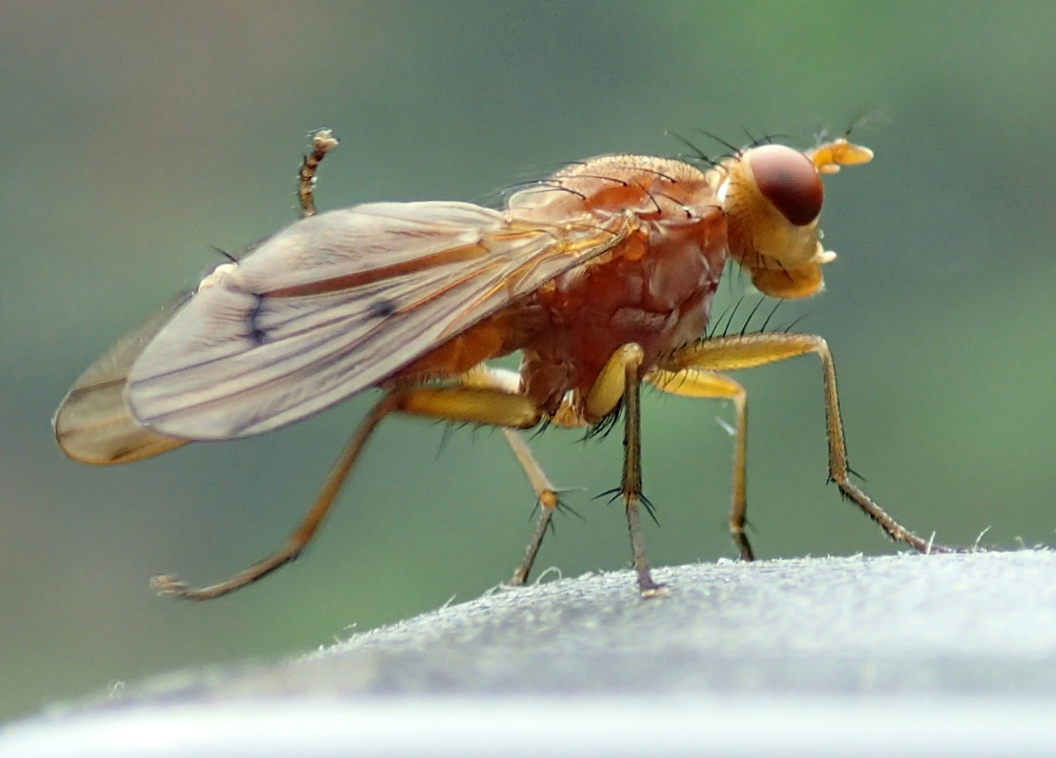 Tetanocera sp.  (Sciomyzidae)